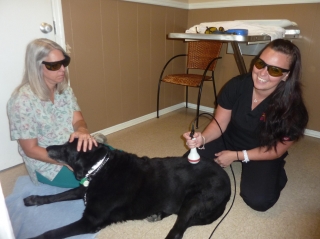 A team member performing laser therapy on an older black dog while another team member assists